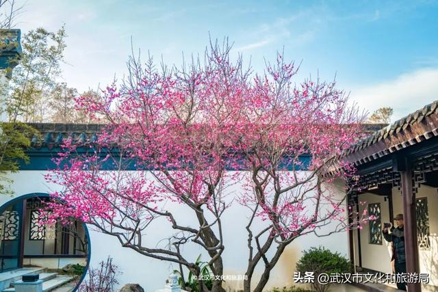 10万株！粉色花海开爆武汉，免费打卡