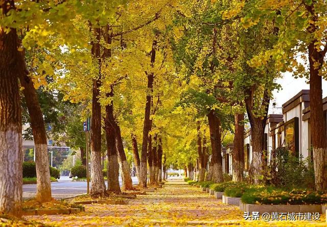 最大1600岁!黄石这几棵银杏王 你都打卡了吗?