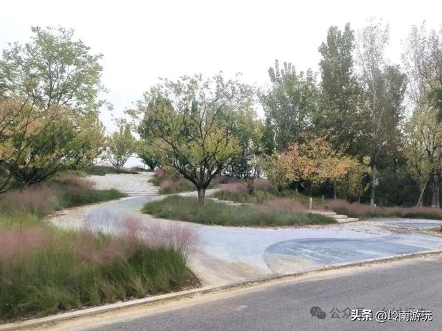 乘上地铁10号线到灞渭桥湿地公园，大片粉黛乱子草等着你打卡！