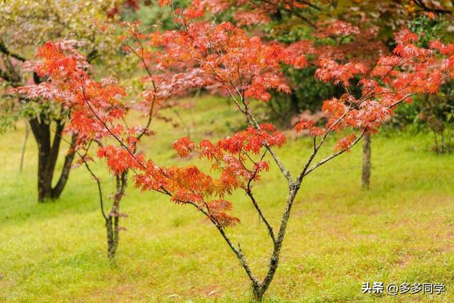 楚雄紫溪山：一棵叫“撑腰”的老树，用六百多年接住了凡人的期待