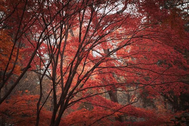 我与红枫的赌约：在南京中山植物园，追一场霜色沸腾的秋天
