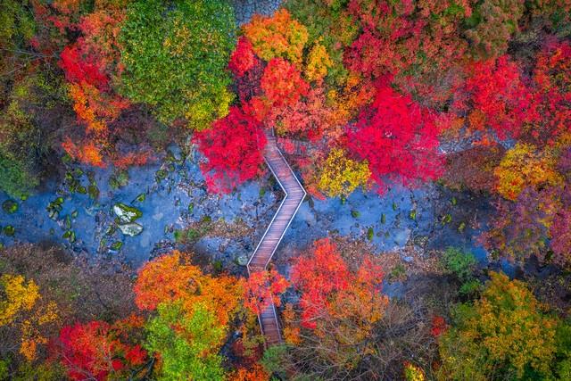 云南秋景疯玩指南！红叶、银杏，3条民族风路线承包你的绝美秋景