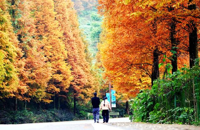 綦江古剑山：初冬“登山赏林”时间已到，错过了只能等来年！