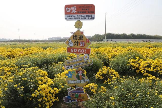 秋日撒欢？到温县赏七彩菊→