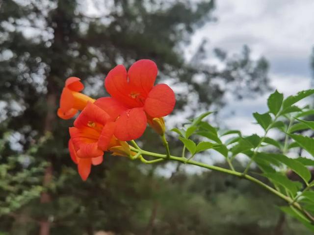 临安最香的桂花，在大梁山上