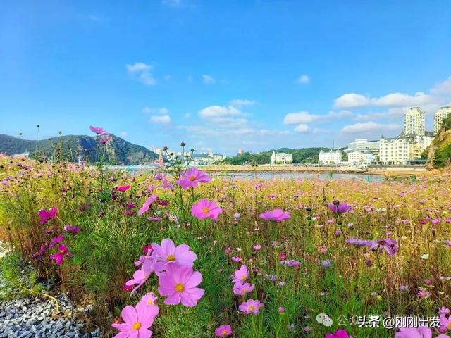大连发现一片免费格桑花，太美了