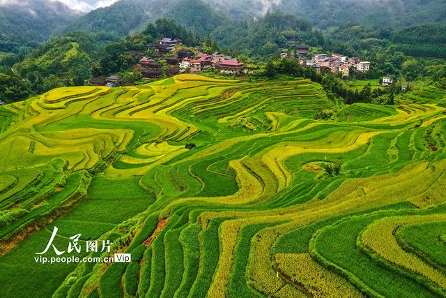 广西融水：秋染苗山“丰”景美
