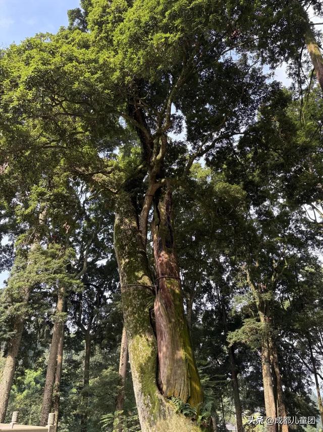 常被路过的雅安，值得专门去玩一趟