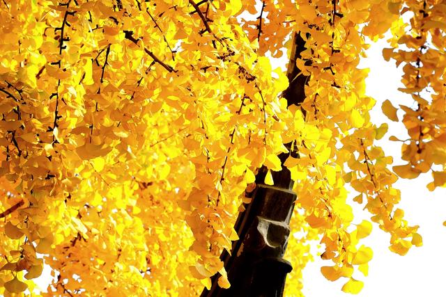 流金暖红裹着的古镇秋时