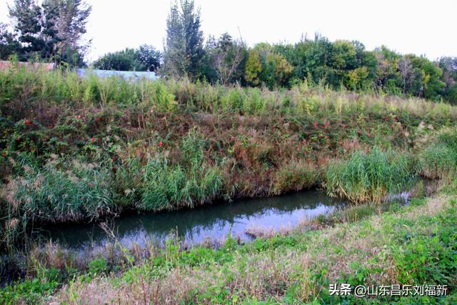 一河两路东端的烧烤场一带暮秋景色