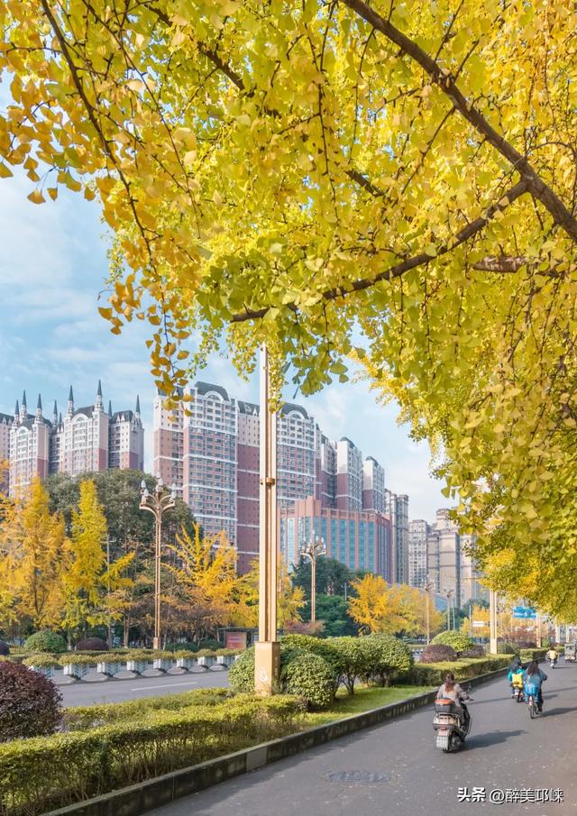 临邛古城银杏季，从浅黄到满树的鎏金，阳光温柔绵长