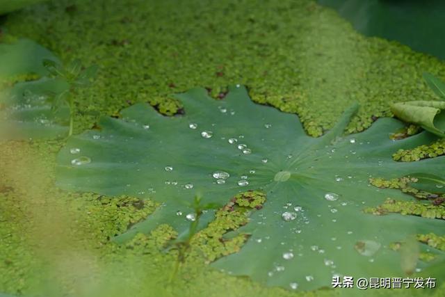 赏滇池湖畔的“夏雨荷”，就来晋宁甸心村
