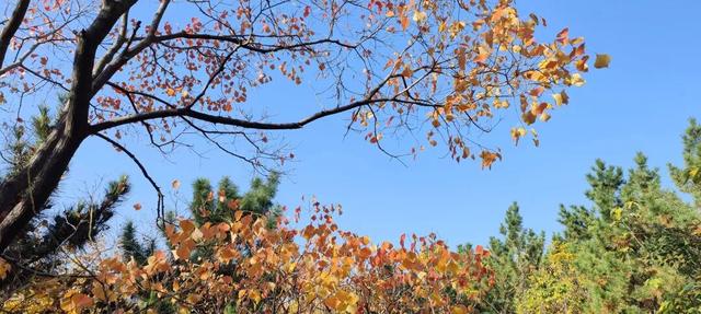 寻美薛城丨初冬最美的树！红叶似火满树红，乌桕树便是季节打翻的调色盘！