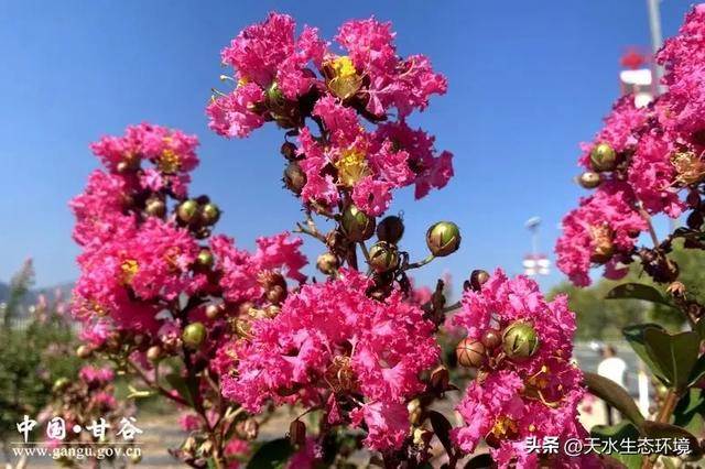大美天水 | 甘谷:渭北长廊紫薇盛放 绘就浪漫生态画卷