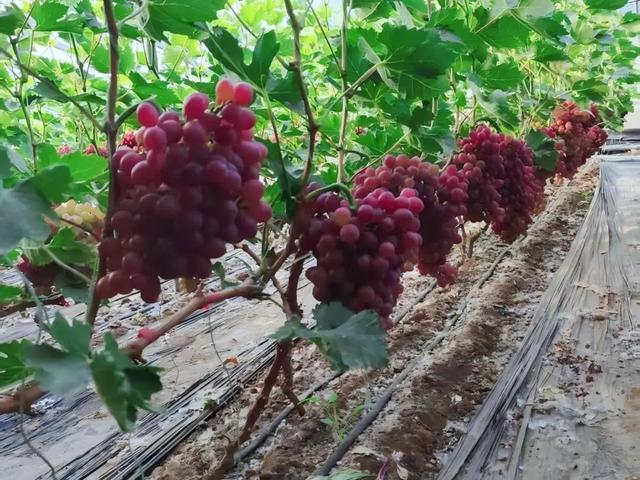 甜蜜来袭！济南这里夏日果缤纷，开启采摘狂欢！