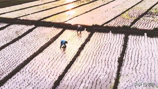 美在邯郸丨哪吒带您游涉县——东山大地景观稻田画迎来最佳观赏期