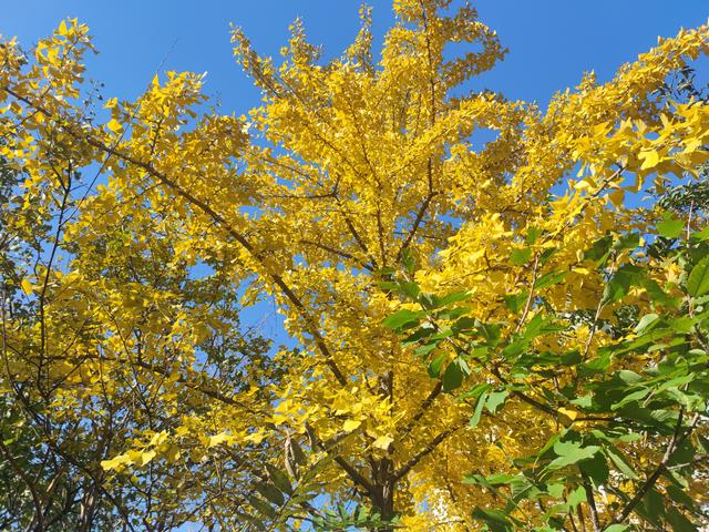 “百年难遇九月冬”，11月7日立冬，建议大家提前做好准备