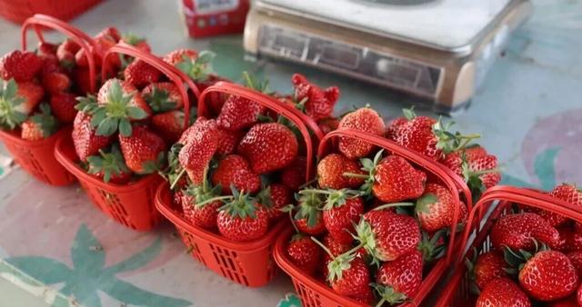 君山草莓采摘季3月8日甜蜜启幕，邀你共赴“莓”好时光