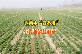小麦返青水有“四不浇”，避免越浇越减产，什么时候浇好？图片