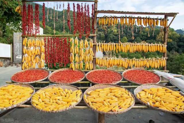 《土楼阳产秋晒》/郭兴华