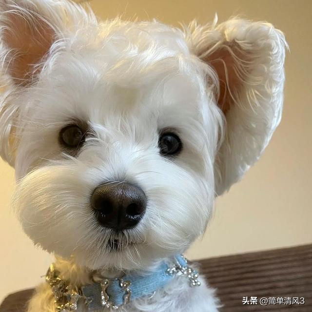 如何选择以下三种宠物狗？“泰迪、雪纳瑞、比熊”