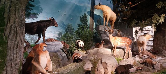 那么近，那么美，周末到商洛了——大美商洛秦岭博物馆