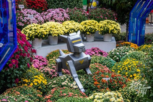 全是人人人人人！一年一度杭州“顶流”人气菊花展登场