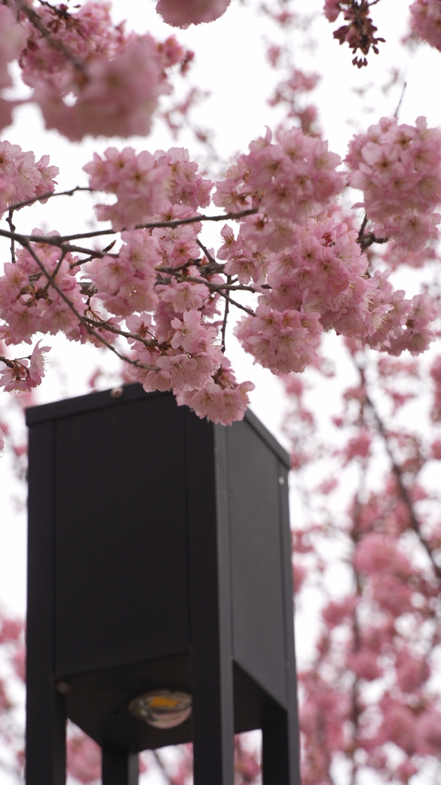 鼋头渚樱花节3月1日启幕