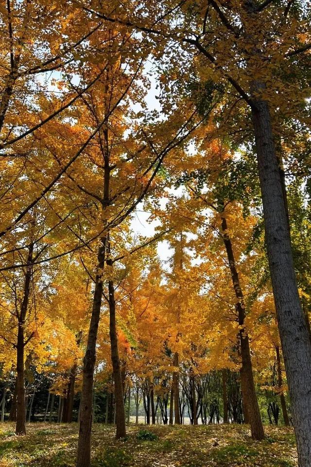 来淄博“捡秋”！海岱楼、周村大街…全被捡出来了→