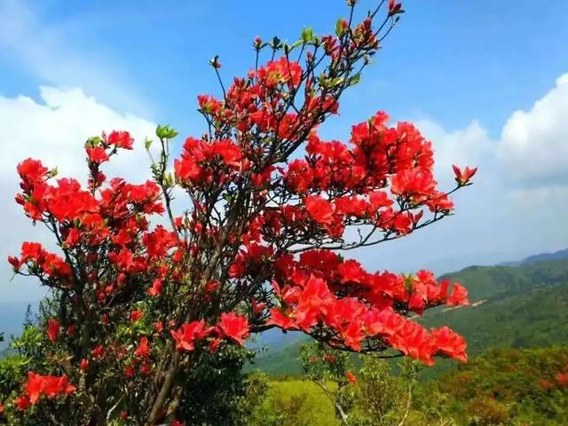 杜鹃花开成海，藏南真正的春天在何时？