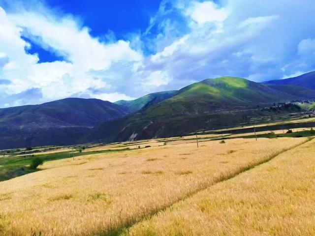 我愿称之为高原 “ 最盛大的秋景 ” ！