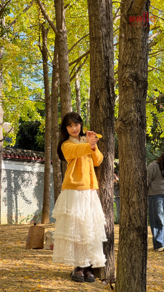 柳州这条老牌银杏大道，正迎来它一年中最美的时刻