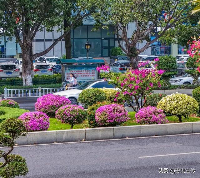速收藏！贵港十二月赏花地图出炉，这些绝美机位拍出氛围感大片