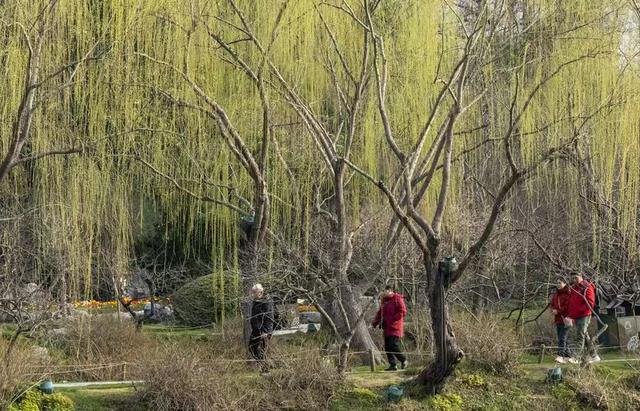 春风沉醉的瘦西湖