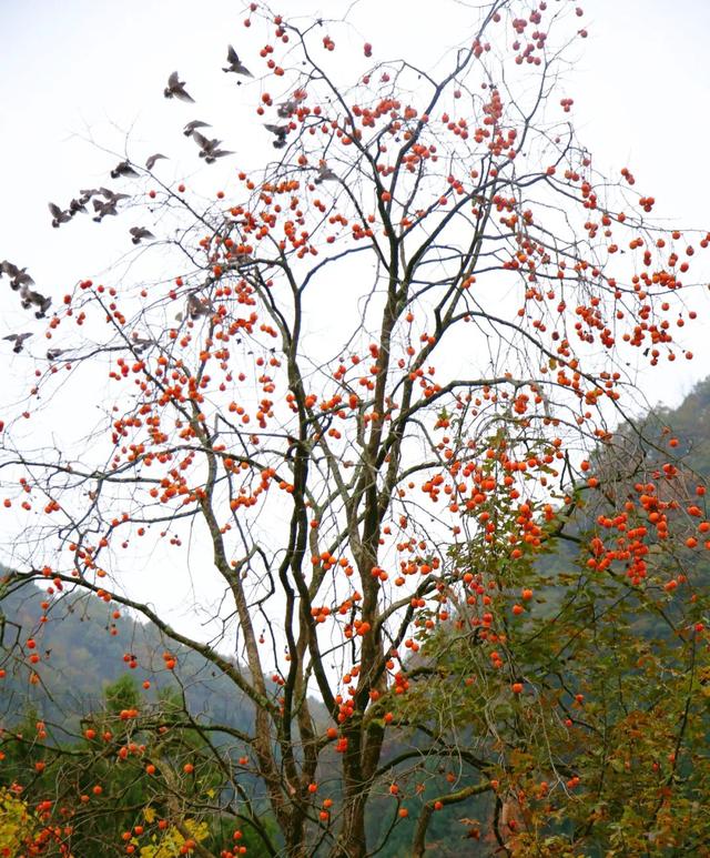 来广元月坝，解锁一场“多巴胺”初冬