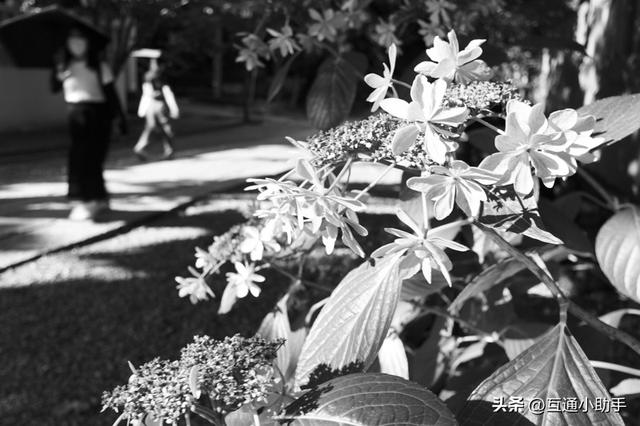 小巧轻便28mm镜头推荐——松下 LUMIX S 26mm F8