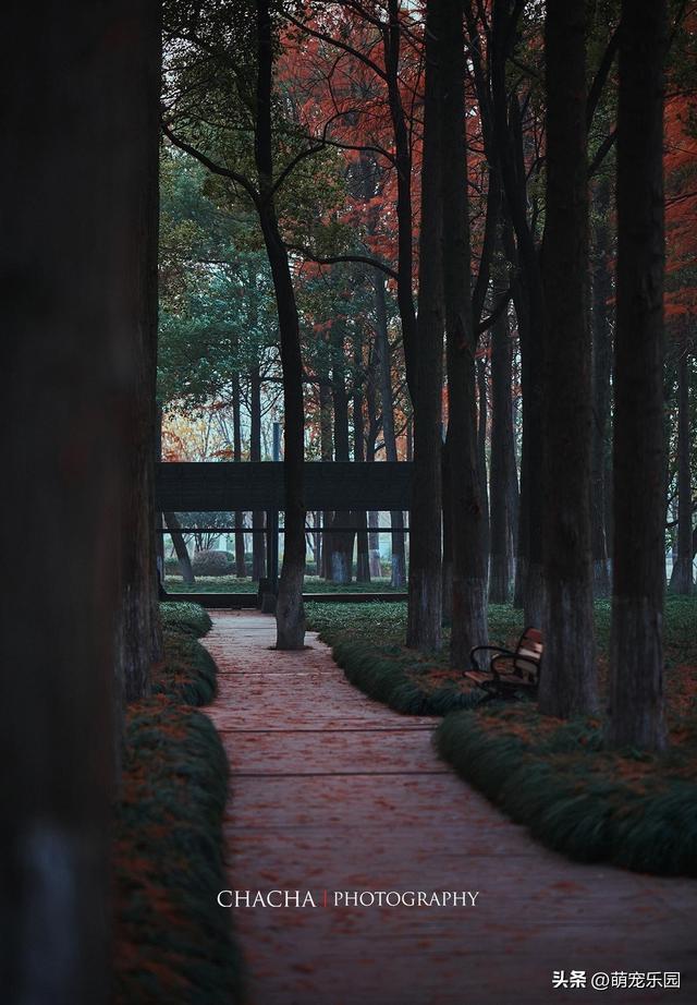 武汉秋日漫步，芦苇摇摆梧桐金黄，这些美景让人流连忘返