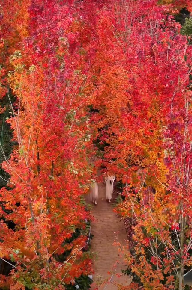 邂逅石林天外天红枫节“枫景线”