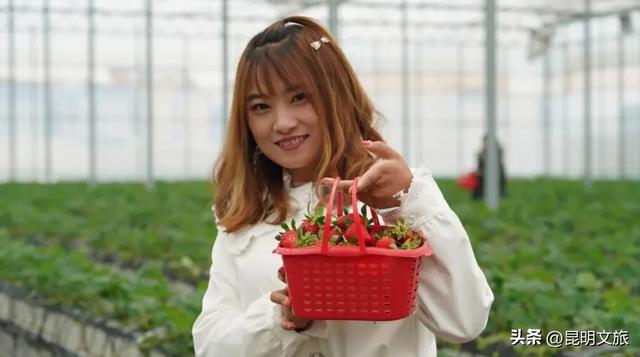 别再问昆明哪里能摘草莓了！收下这份采摘地图，直接抄作业→