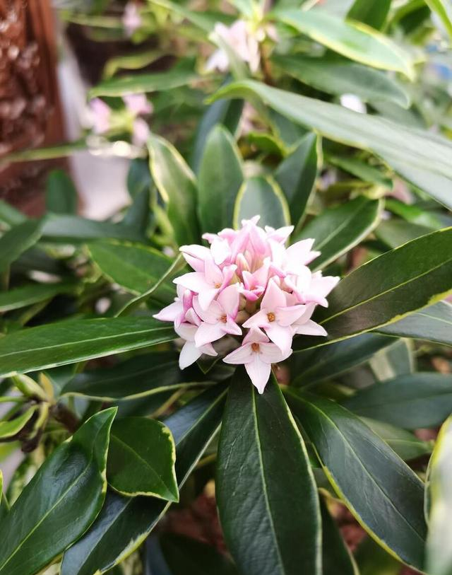 “买花一时爽，养花火葬场”的17种花， 劝你不要随意买