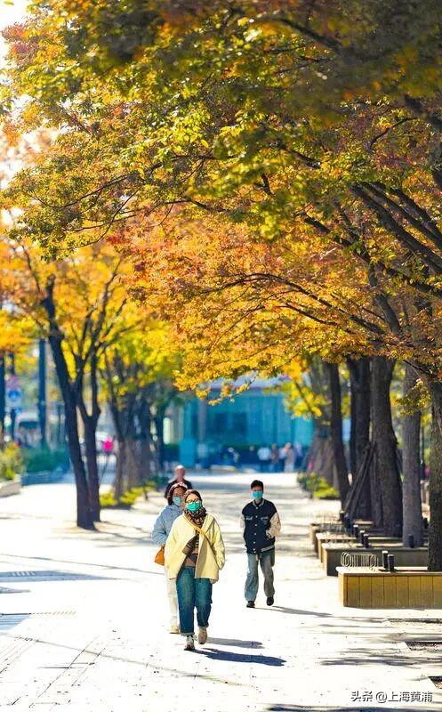 黄浦秋日调色盘已就位！市中心这处绿地人少景美超出片