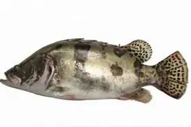 桂鱼和鳜鱼区别？哪种最好吃？图片