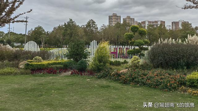 《初冬诗画，花桥地铁畔向日葵之约》