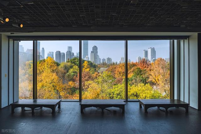 石象路银杏黄了！秋日南京必走的几条经典路线