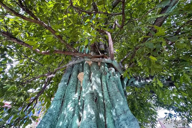 大理有棵黄葛树已经600多岁,曾被砍去一半,如今却枝繁叶茂