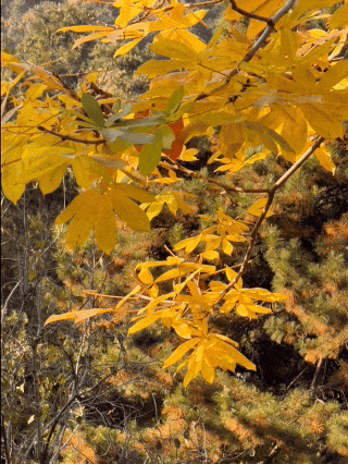 今日实况奉上！门头沟这片金黄！！！