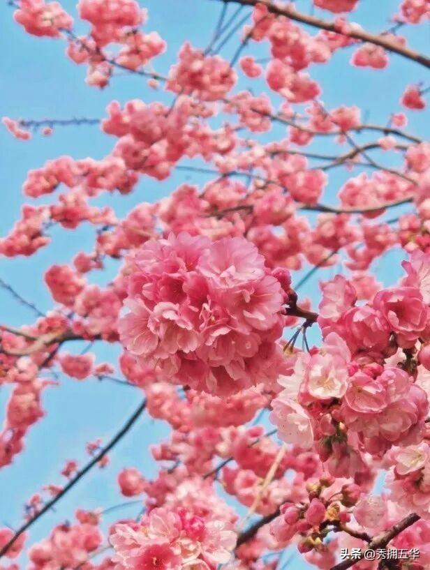 春色正中分，在五华遇见爱上春天的理由