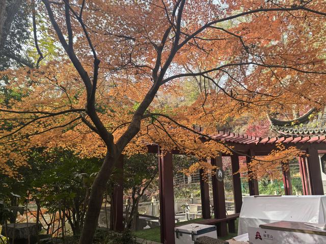 南京栖霞山一日徒步，游千年古刹，看漫山红叶