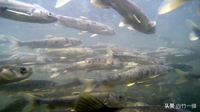 青海布哈河湿地：青海湖的母亲河
