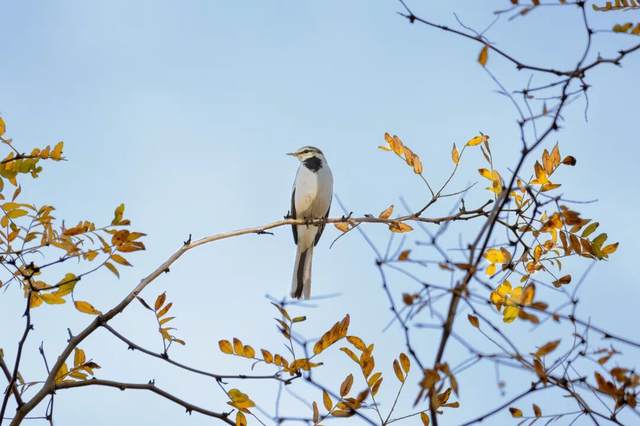 观鸟季来啦！在西安赴一场与候鸟的约会